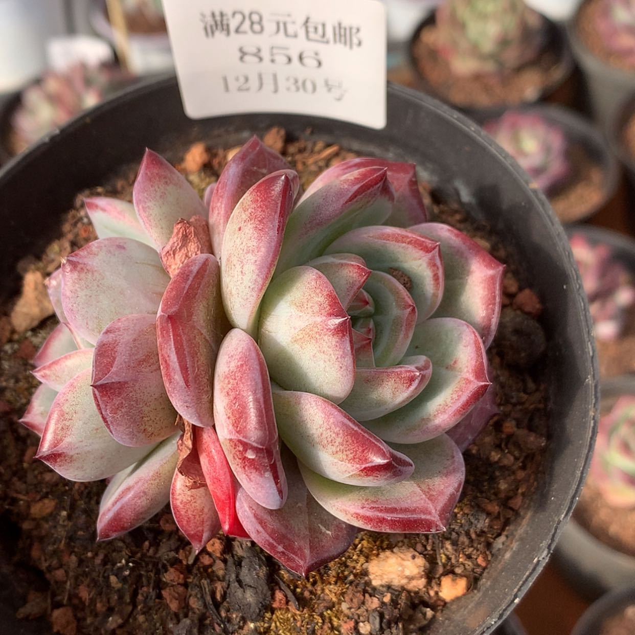 【闪购商品】云856号夜魔侠