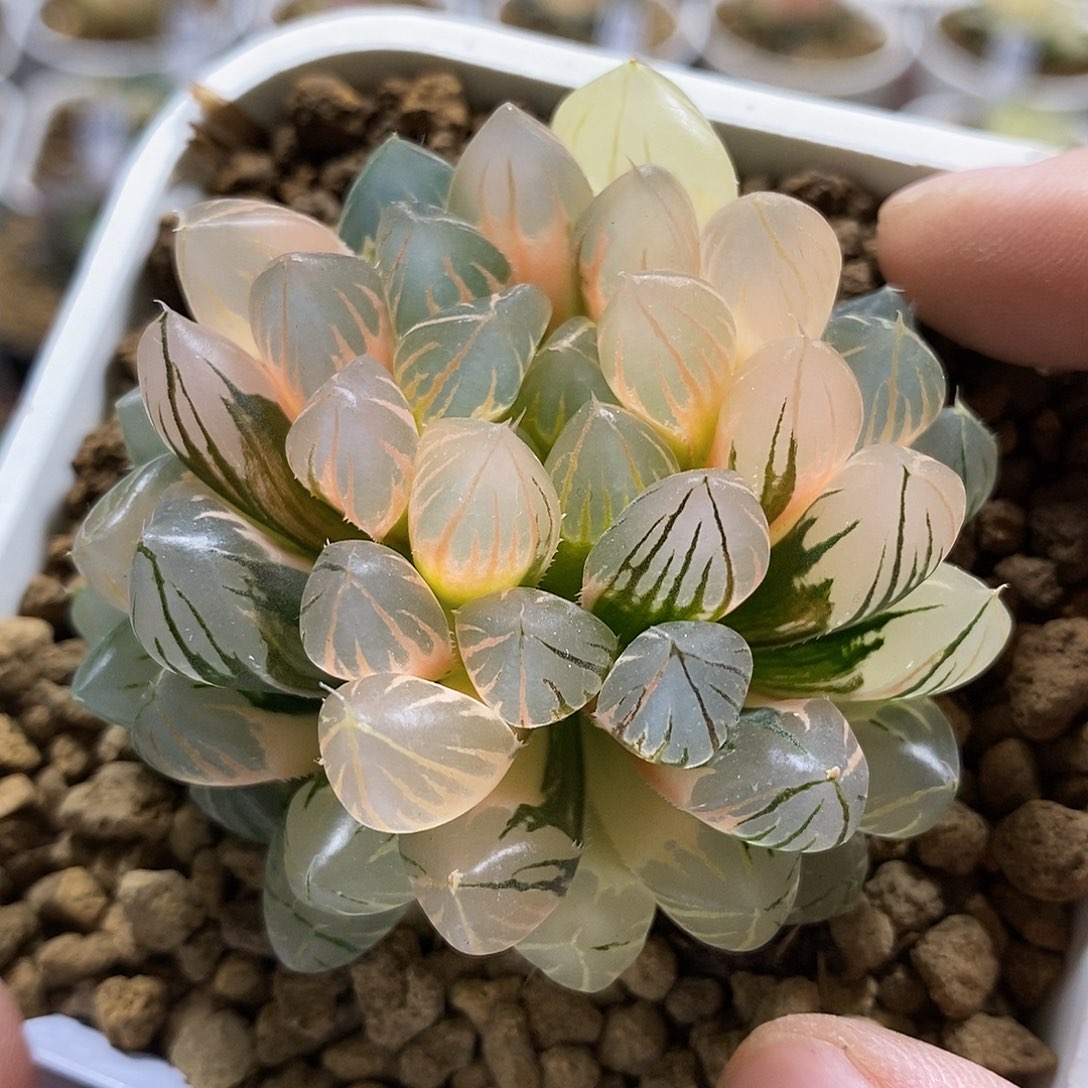 9霓虹灯哈哈哈哈哈哈