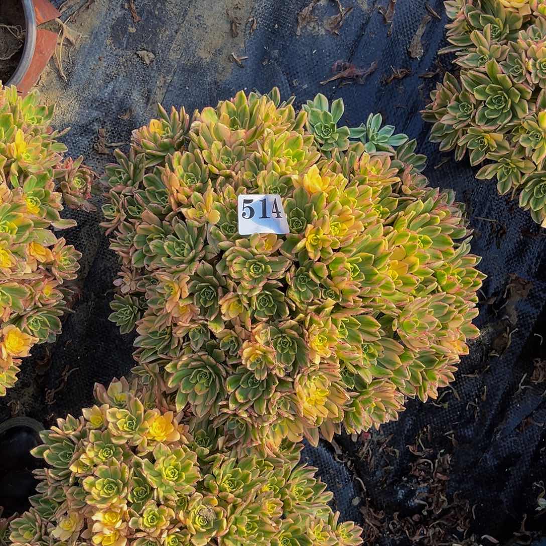 甜茶法师多肉1-40