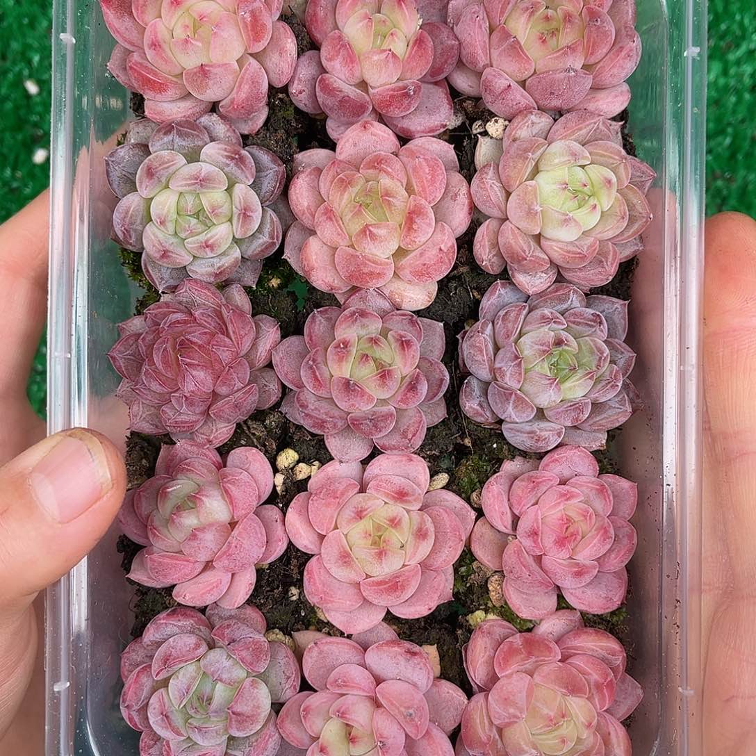多肉一物一拍30-15
