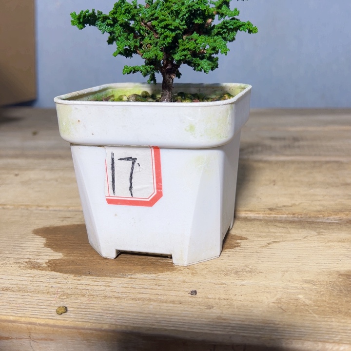 单***韦无花朵                       石化桧