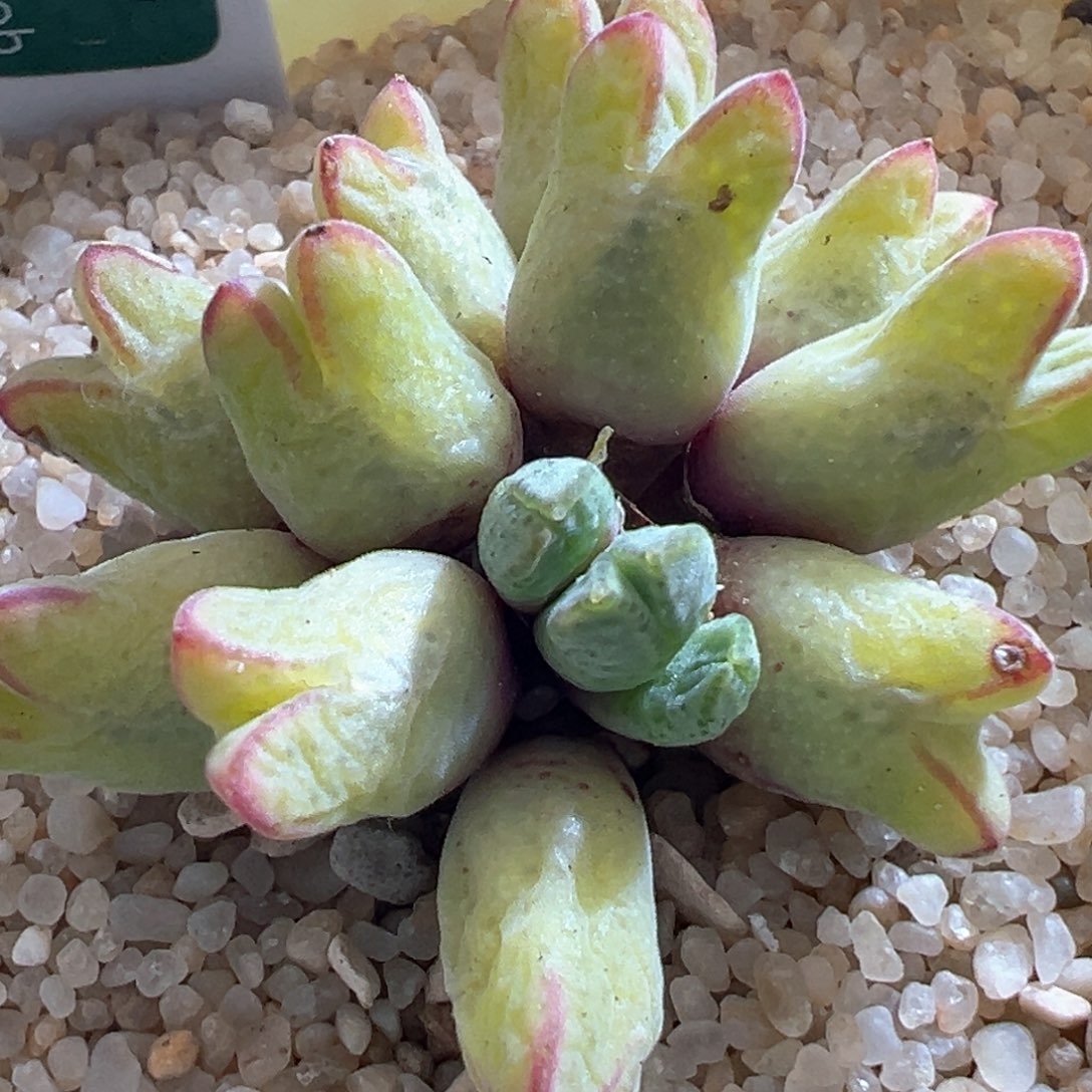 147优选985猪蹄一群