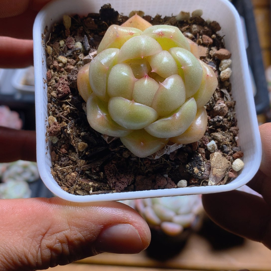 皮艾拉珍妮多肉一物一拍