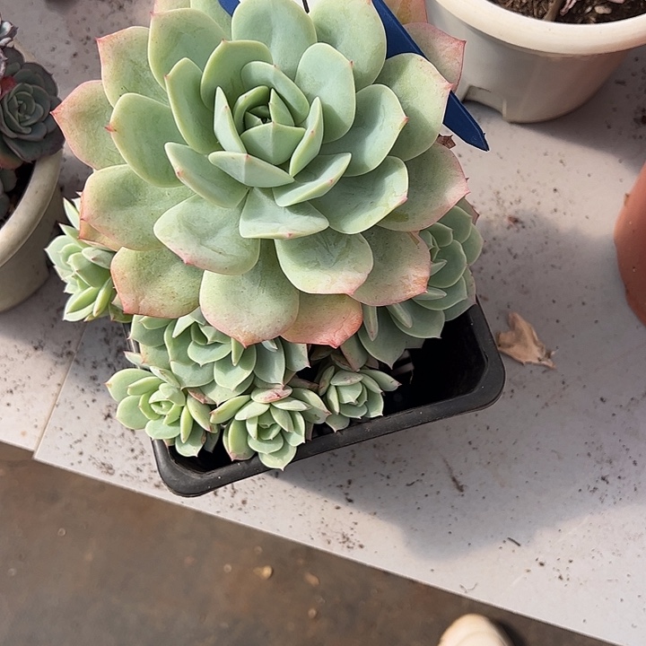 加***2多肉植物组合盆栽27-98