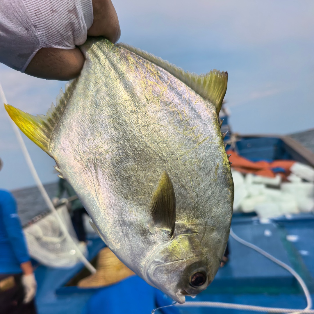  6条深海金鲳鱼鲜活速冻非活发不杀  350g-400g/条