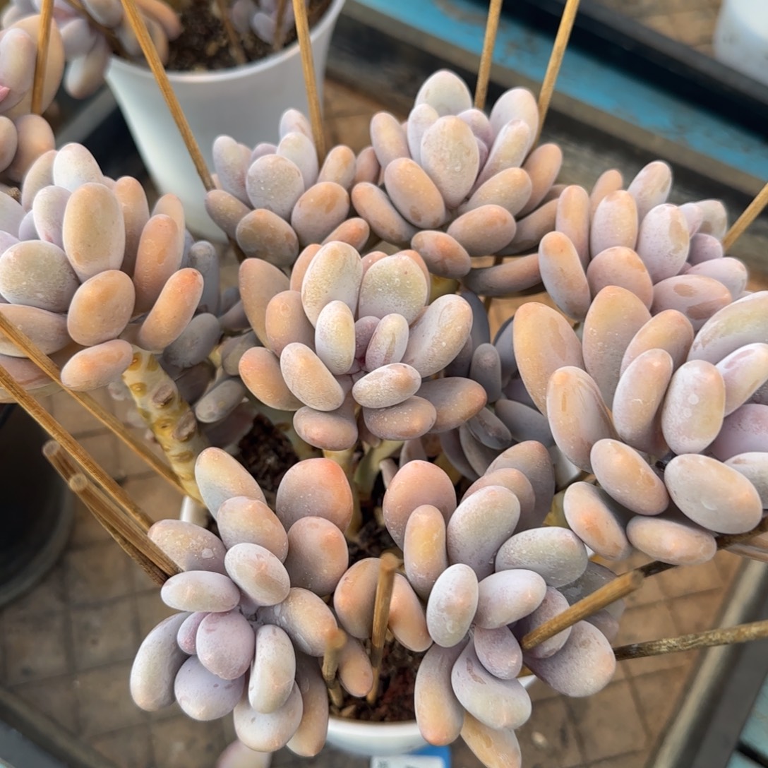 多肉植物一物一拍