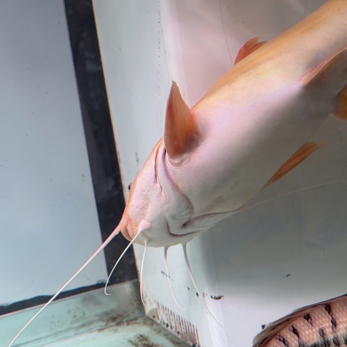 全品小鼻孔黄化招财猫28-33cm，同城顺风车可拍观赏鱼