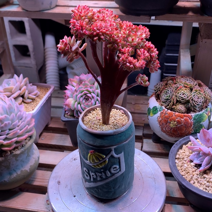 探戈缀多肉植物decfvchjj