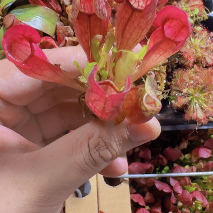 海螺瓶子草王炸一颗