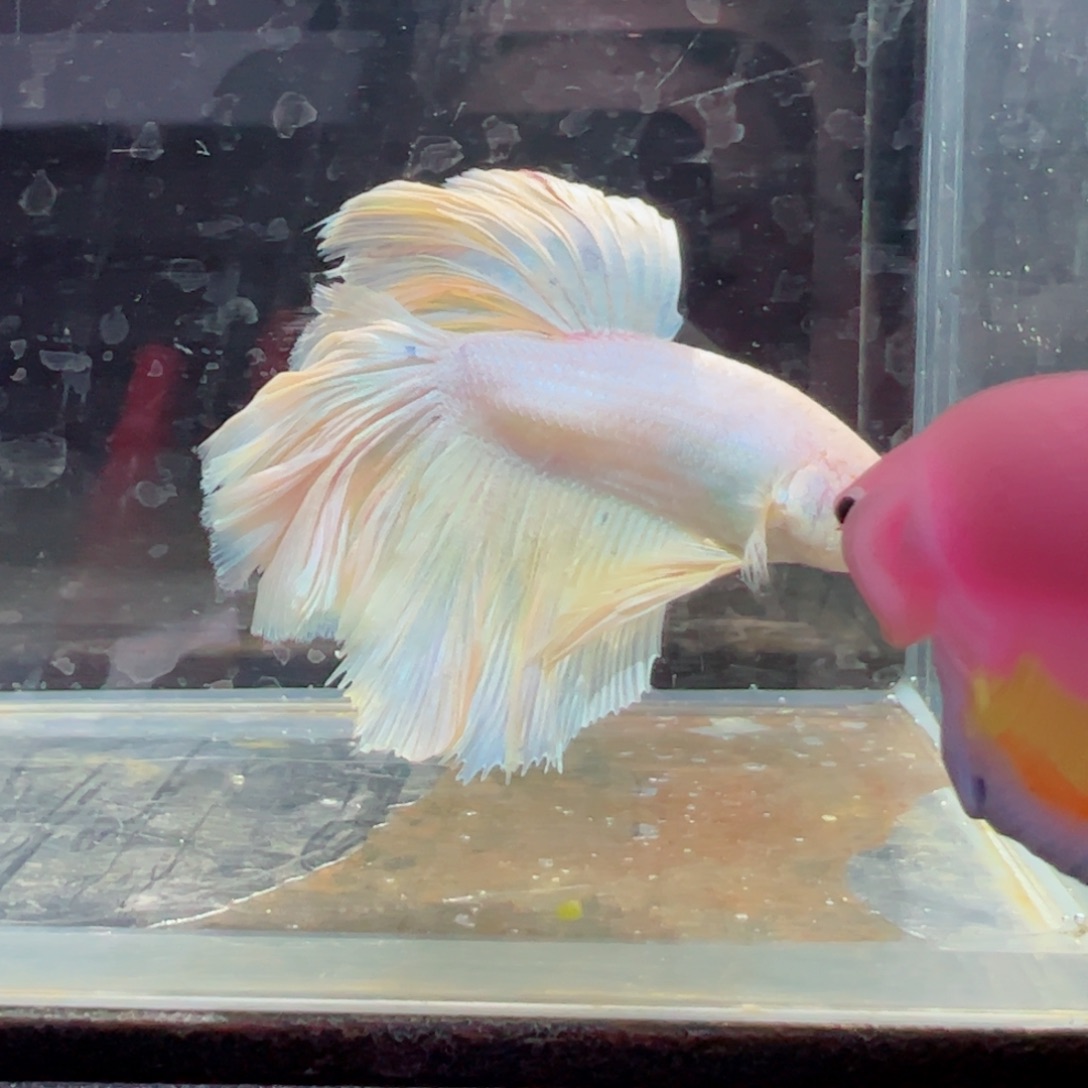 斗鱼浅色特殊尾hhhh