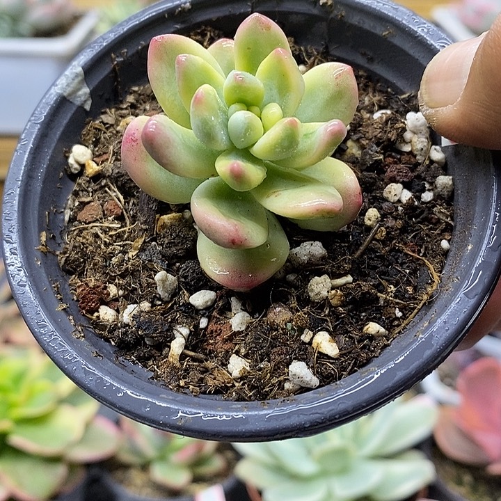 13282 香奈儿覆轮锦