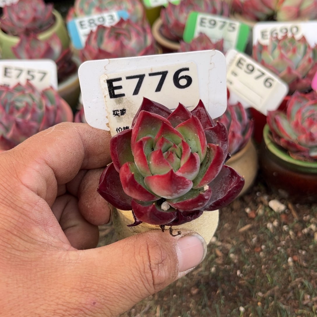 惊鸿一瞥776号多肉