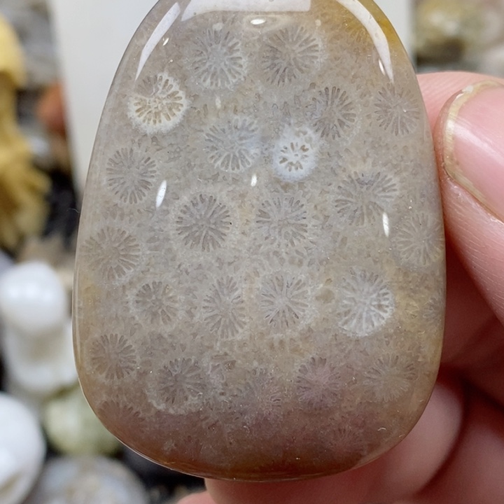 颈饰未镶嵌硅化珊瑚（珊瑚玉）