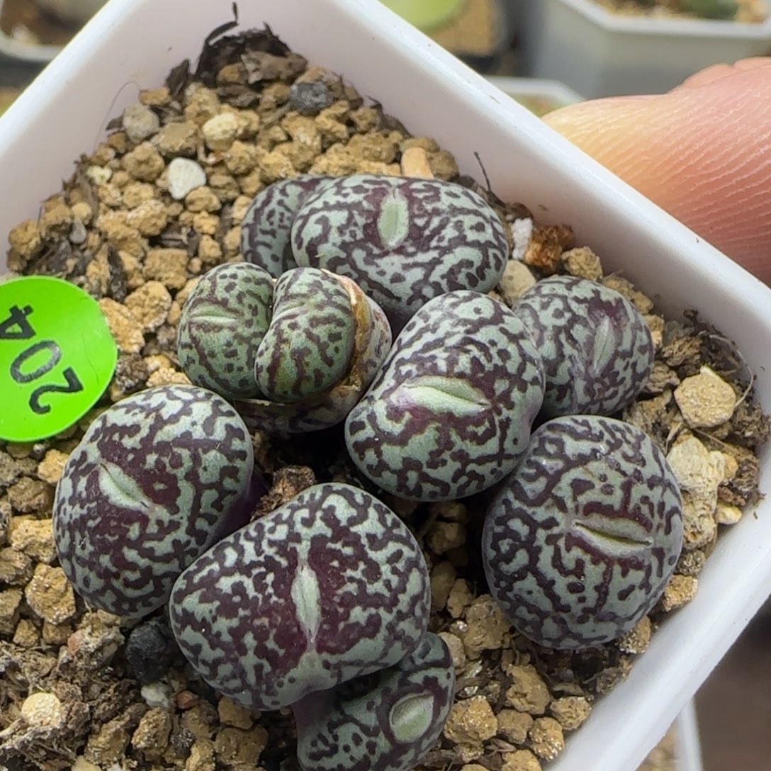 大型超墨群多肉植物204