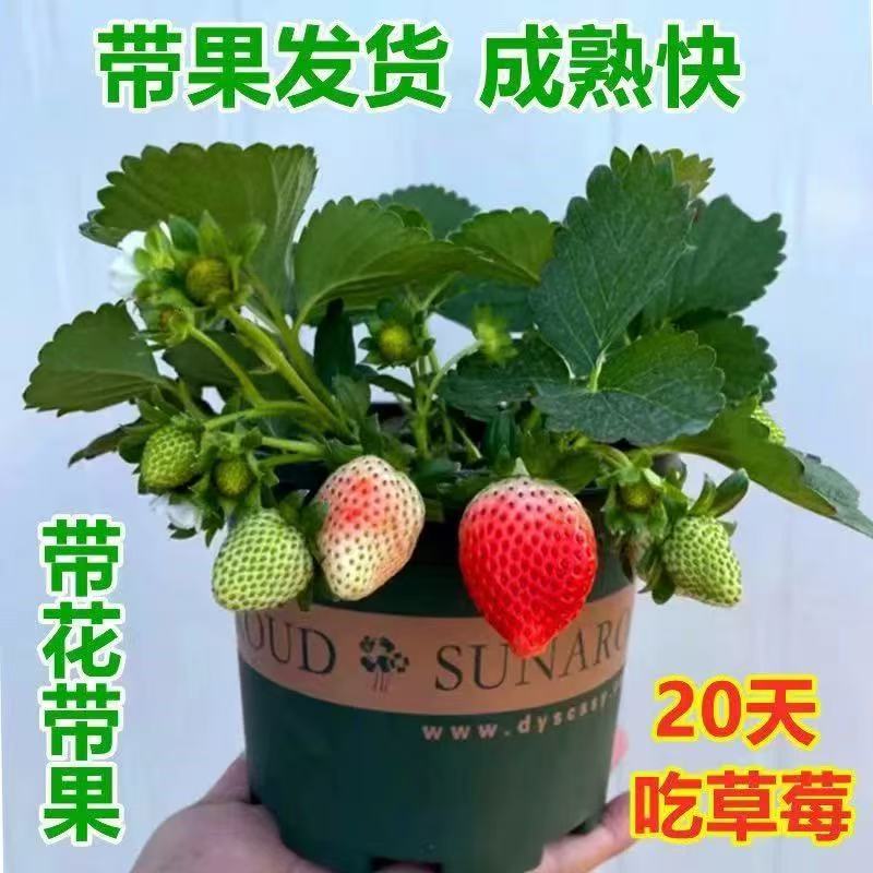 草莓苗带花带果带盆带土四季阳台室内外南北方盆栽果树苗当年结果