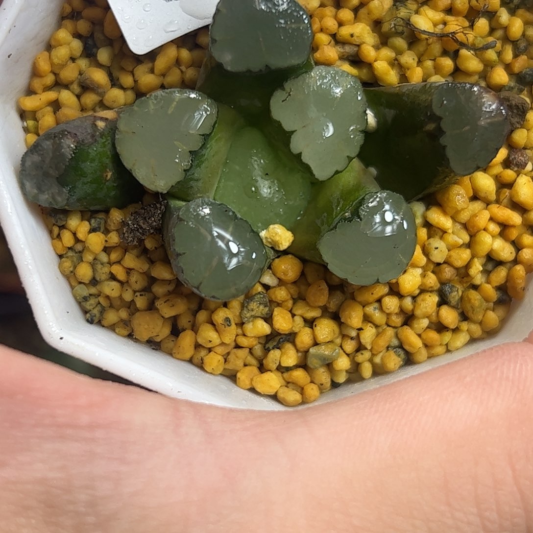 天照万象十二卷多肉植物满