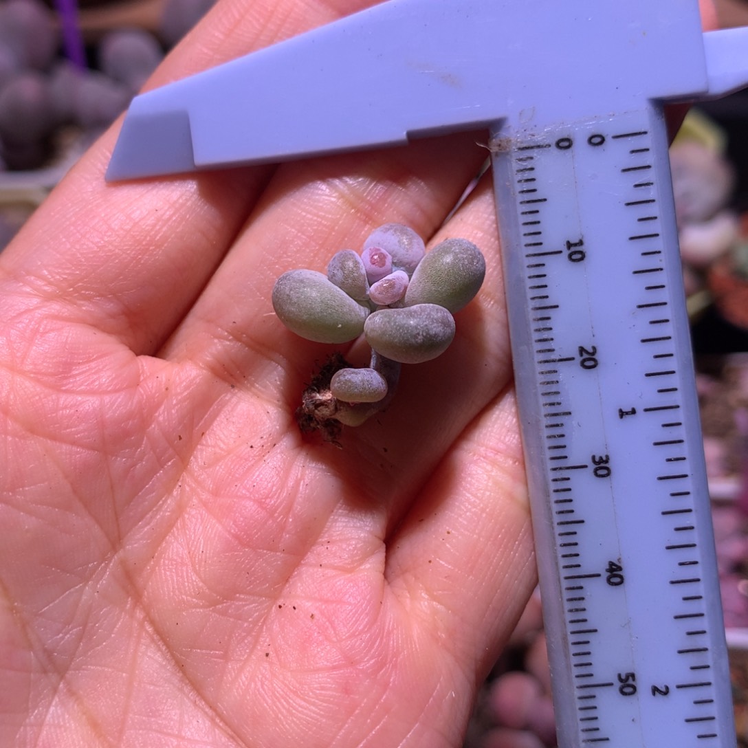 油煎 不凑满28元发一片叶 不售后 到付