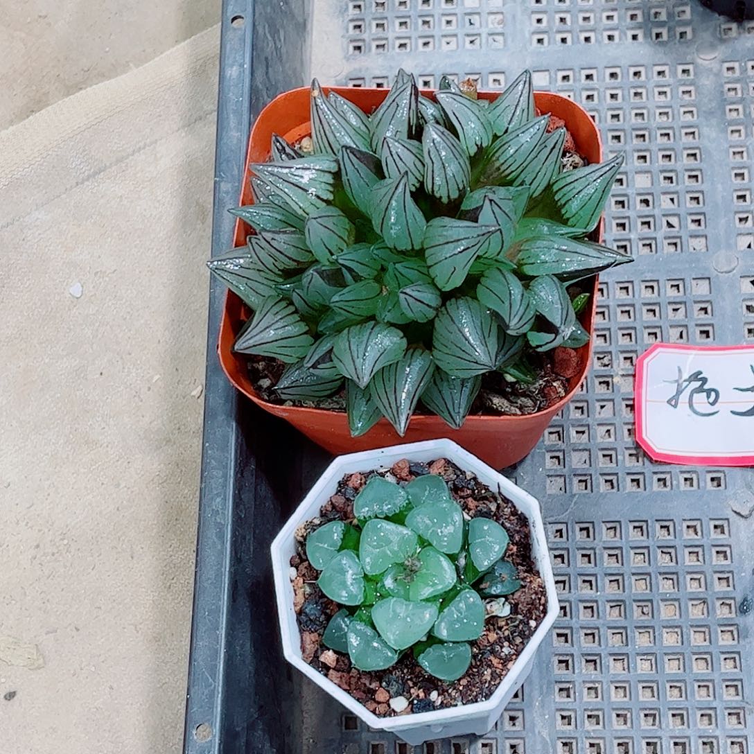 西瓜寿姬寿一勿一拍