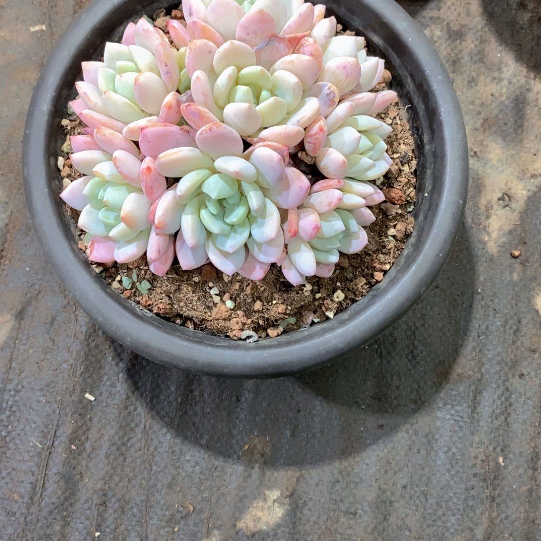 花***宿冷香多肉植物老桩