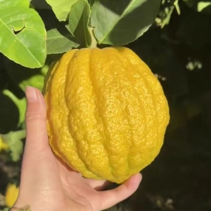 云南新鲜香橼果香甜清脆还能观赏闻香