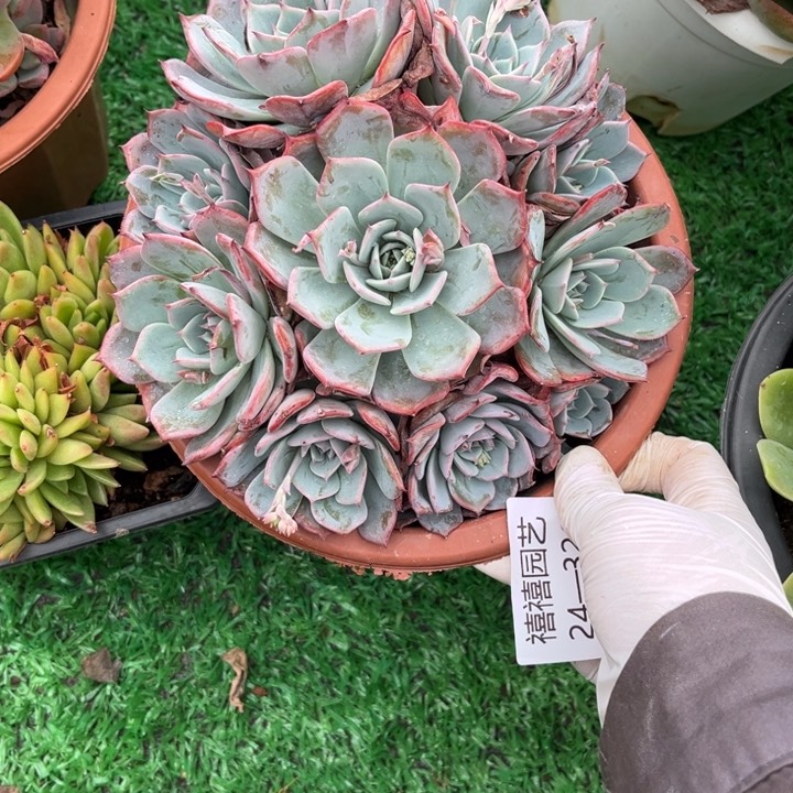 24-326劳伦斯多肉植物福利