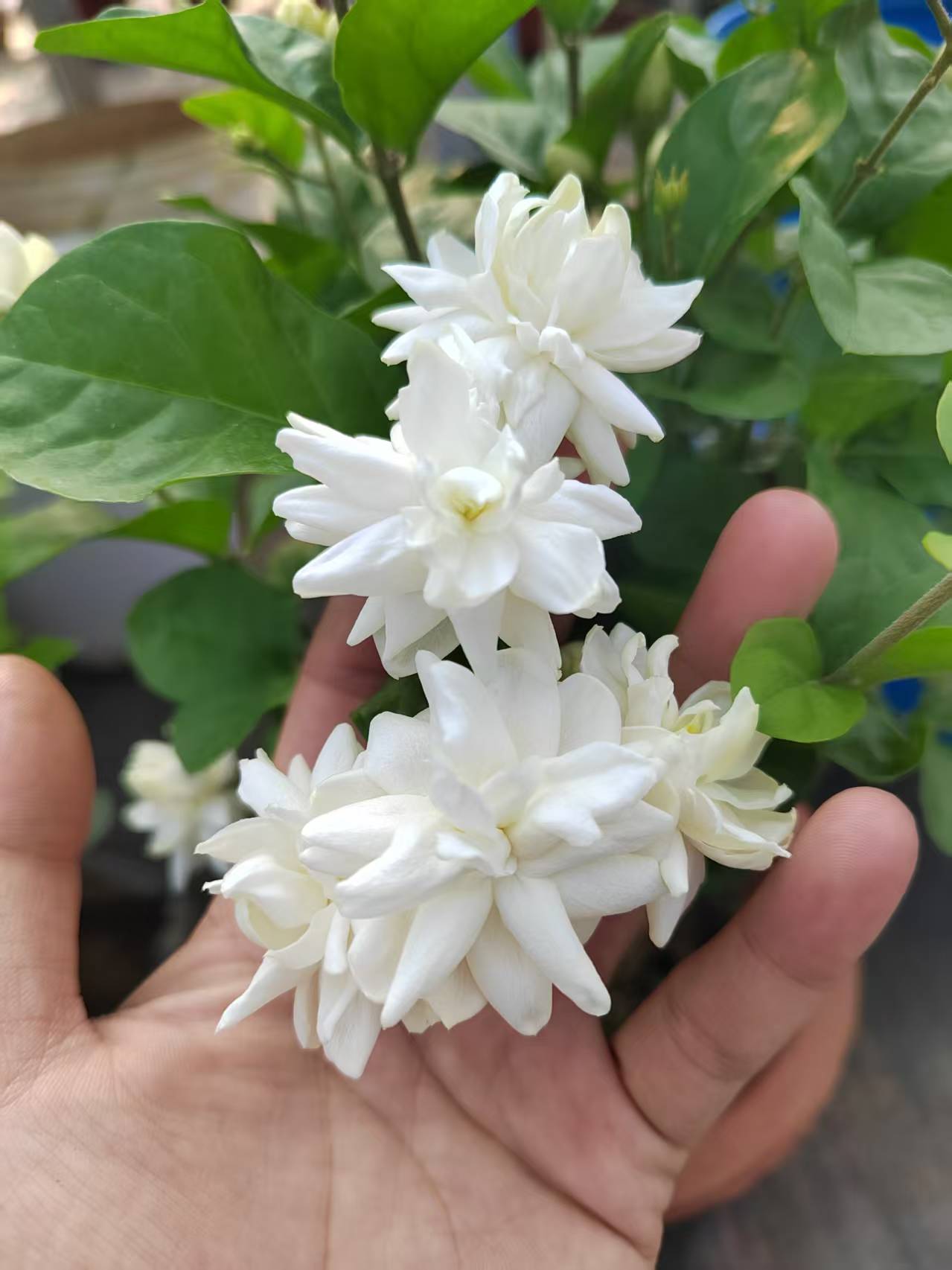 巴西茉莉 型不好 介意勿拍 到货不要换盆 换盆换土不售后