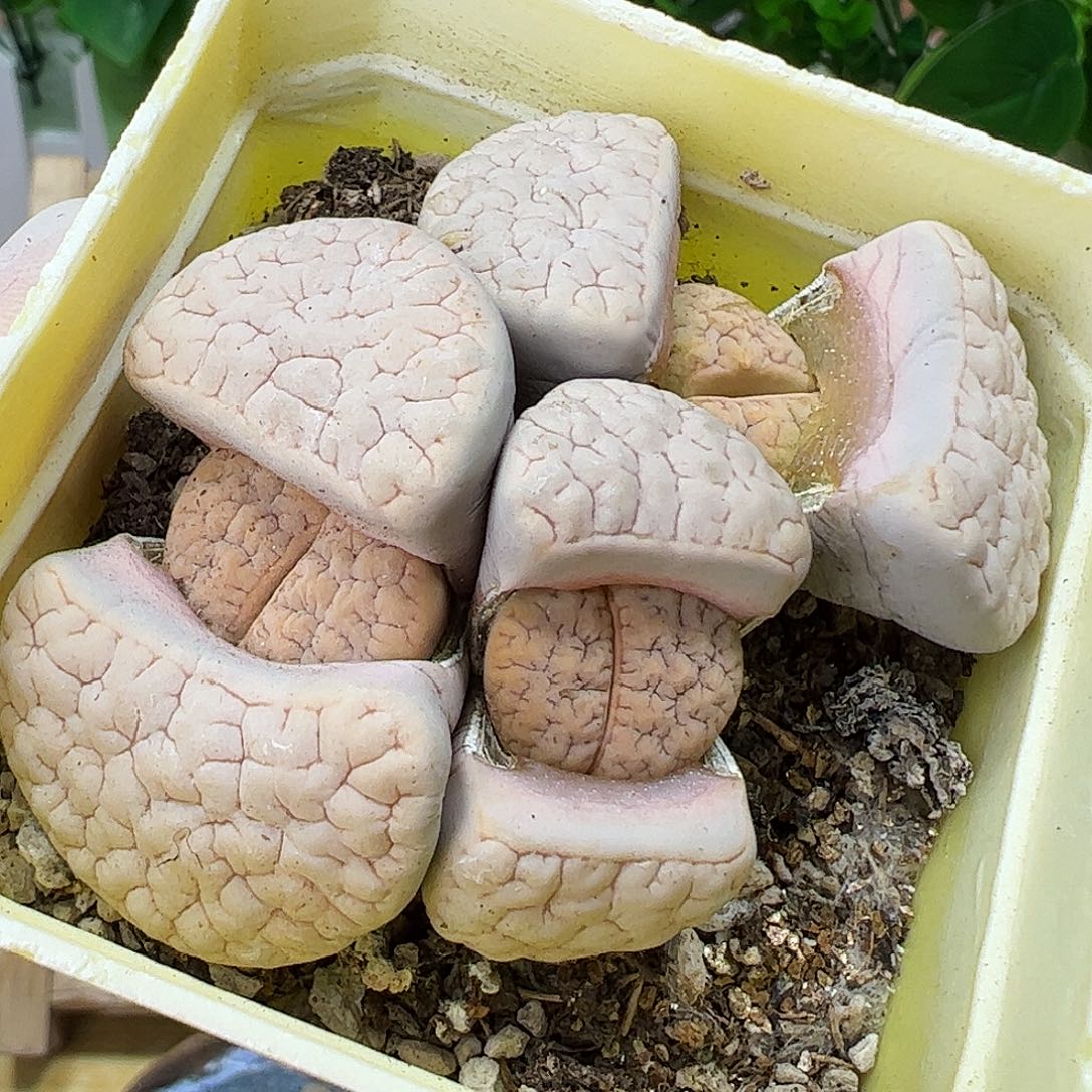 204007/恭喜发财带盆发