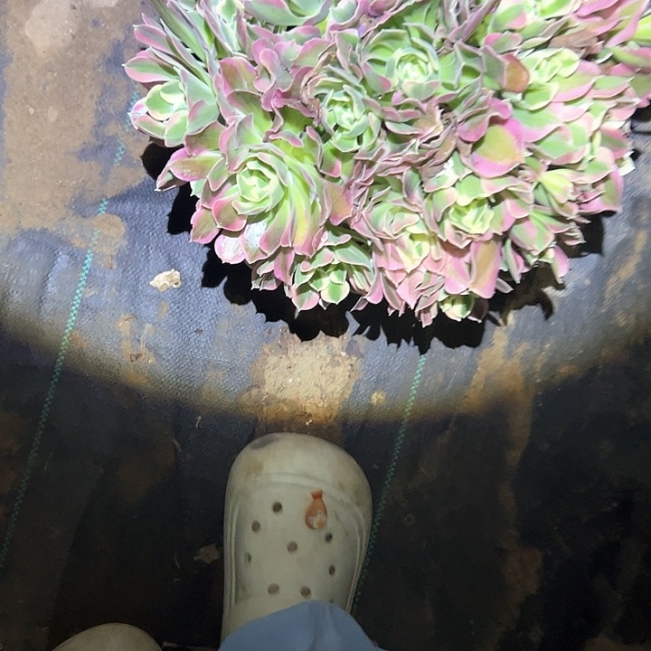 法师植物链接不售后51