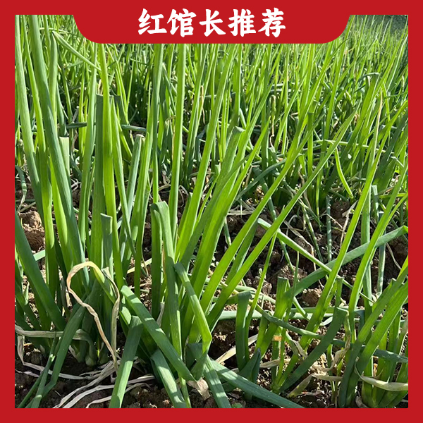 【发顺丰快递】农户自销2斤大葱