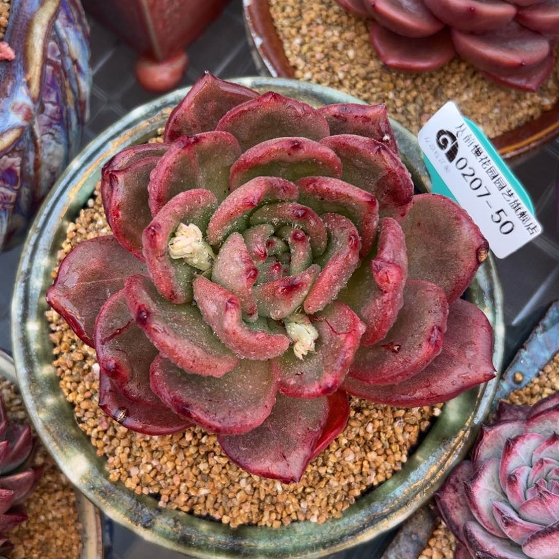 多肉一物一拍0207-50