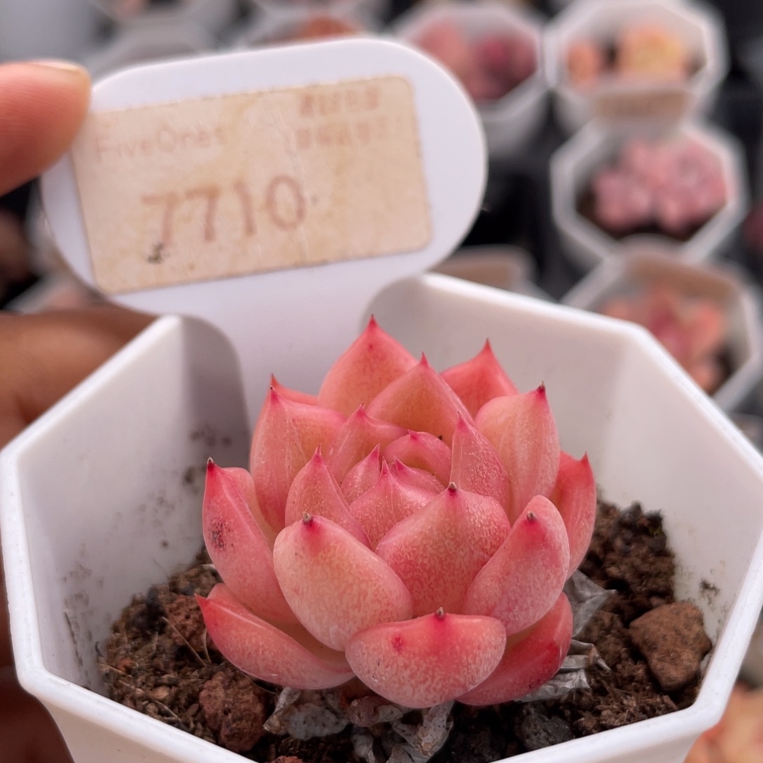 红媚7710-3.6厘米