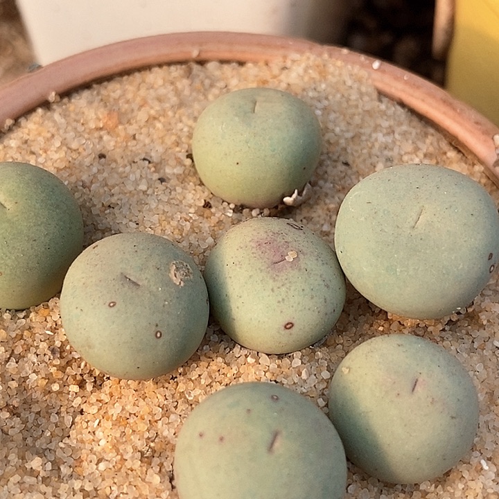 30513单头大v嘴一颗