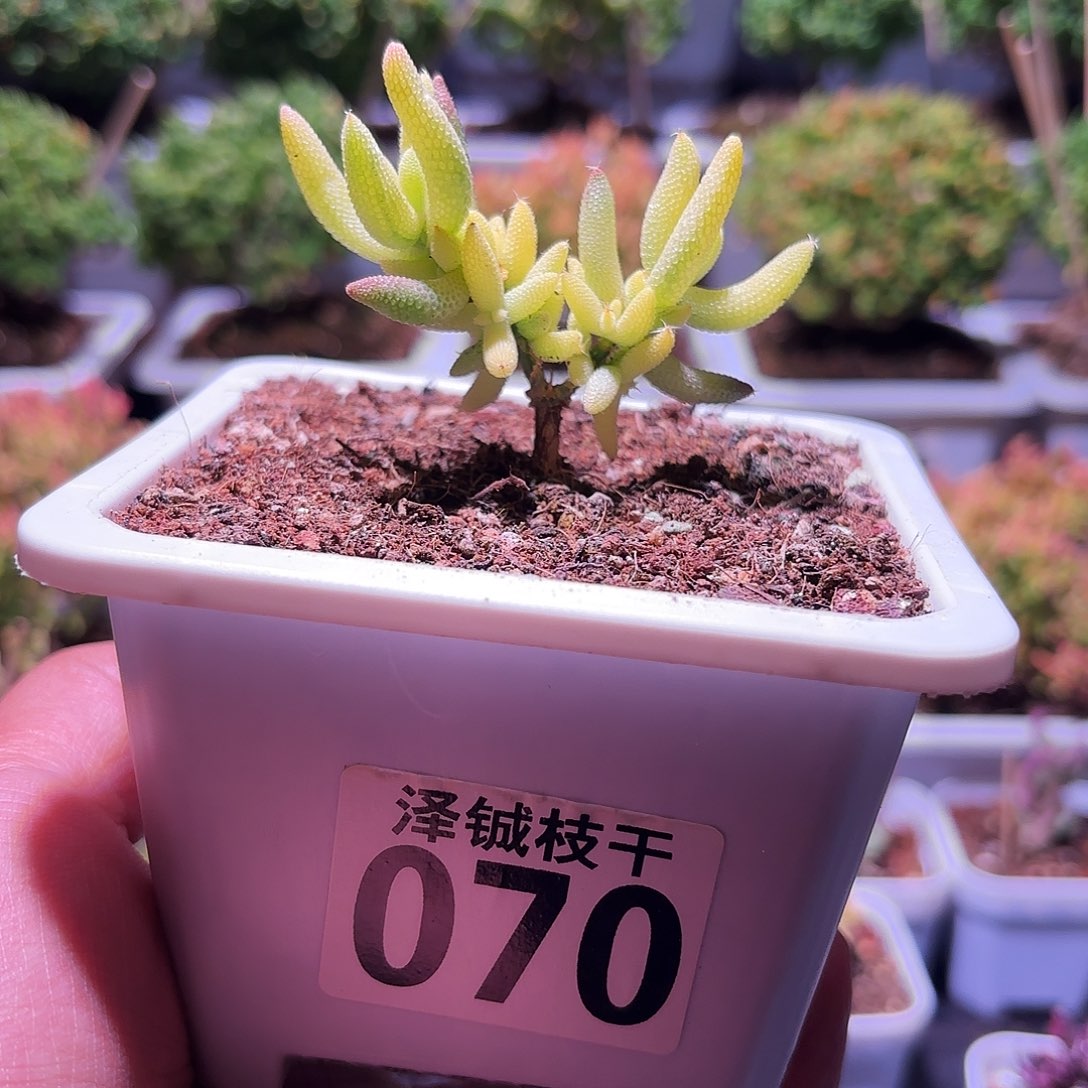 070枝干番杏玉米锦