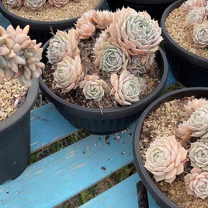 露娜连无坎老桩多头