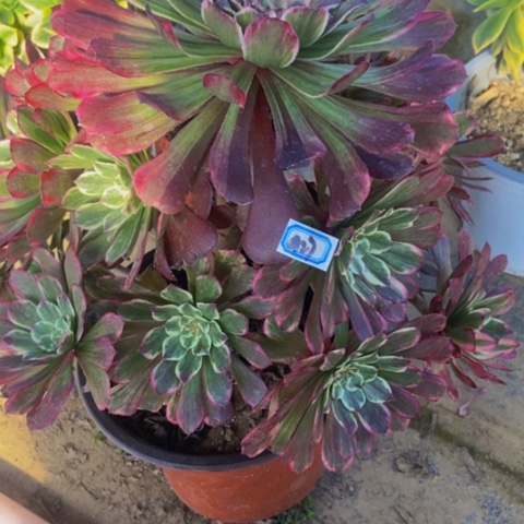 超墨多肉植物一物一拍27多肉