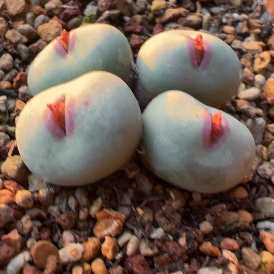 552多肉4头优选红嘴一棵  可拆