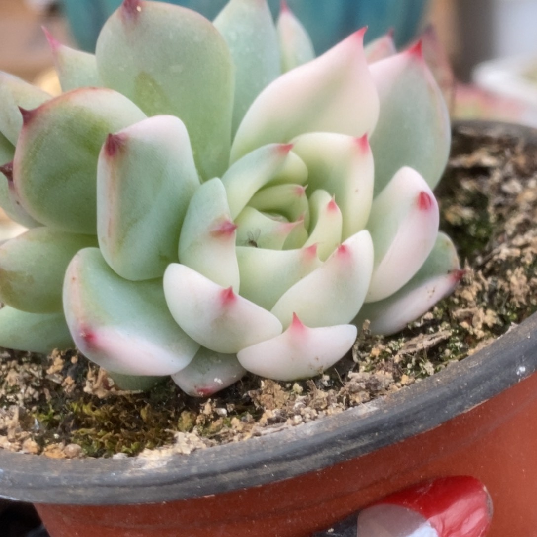 445吉娃娃锦锦锦你锦锦