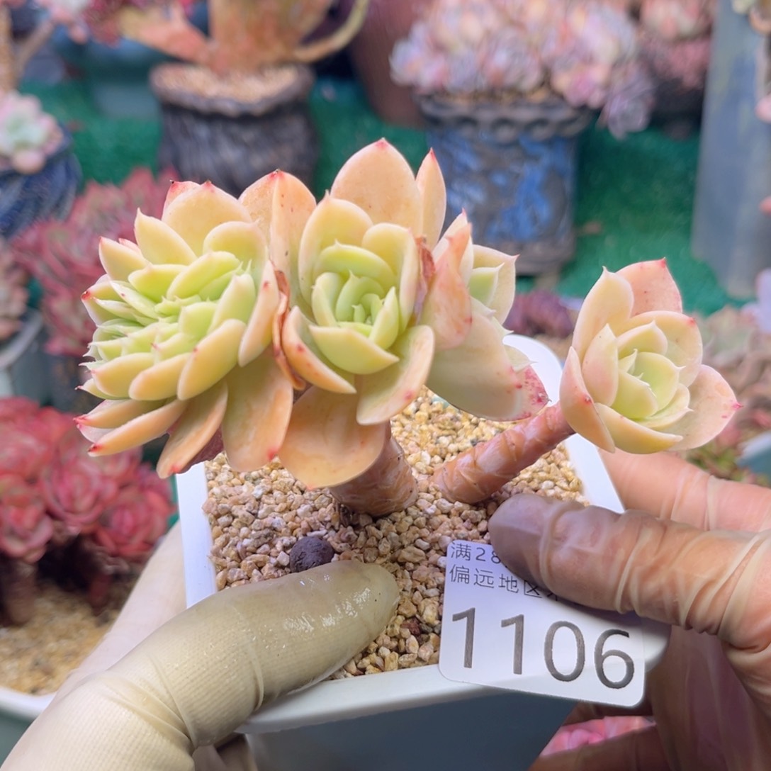 大1106、b f h g h g v b b b