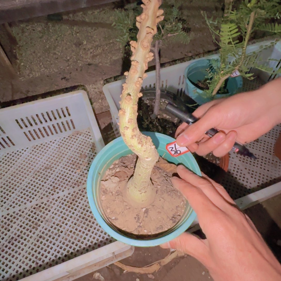 咖***糖块根植物块根植物