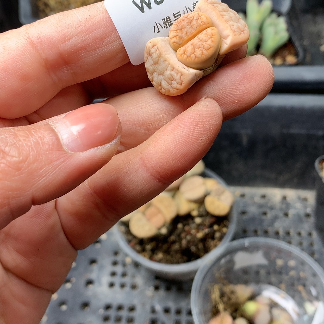 子*W834多肉植物保护研究所