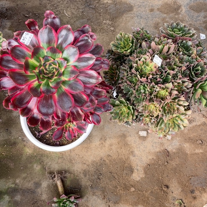 光辉红膜女212344675多肉123446789