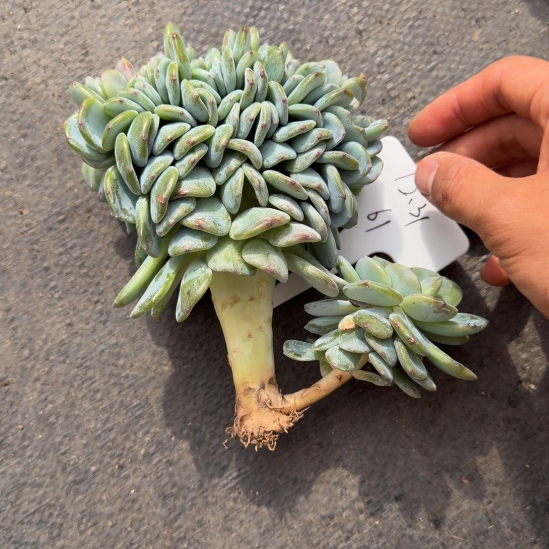 一物一拍凤橙高版缀61