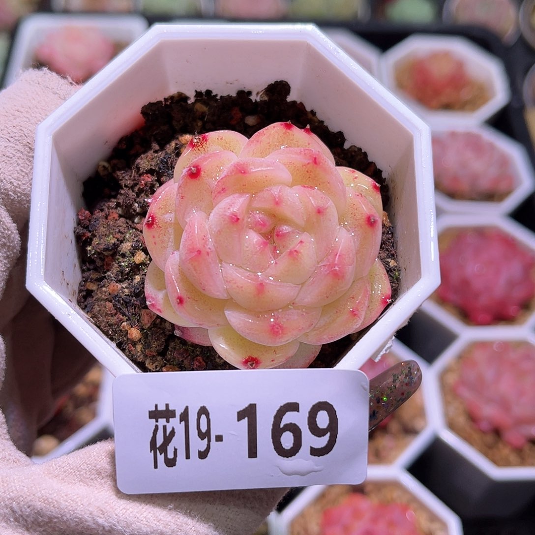 花利美19-169精选糖心