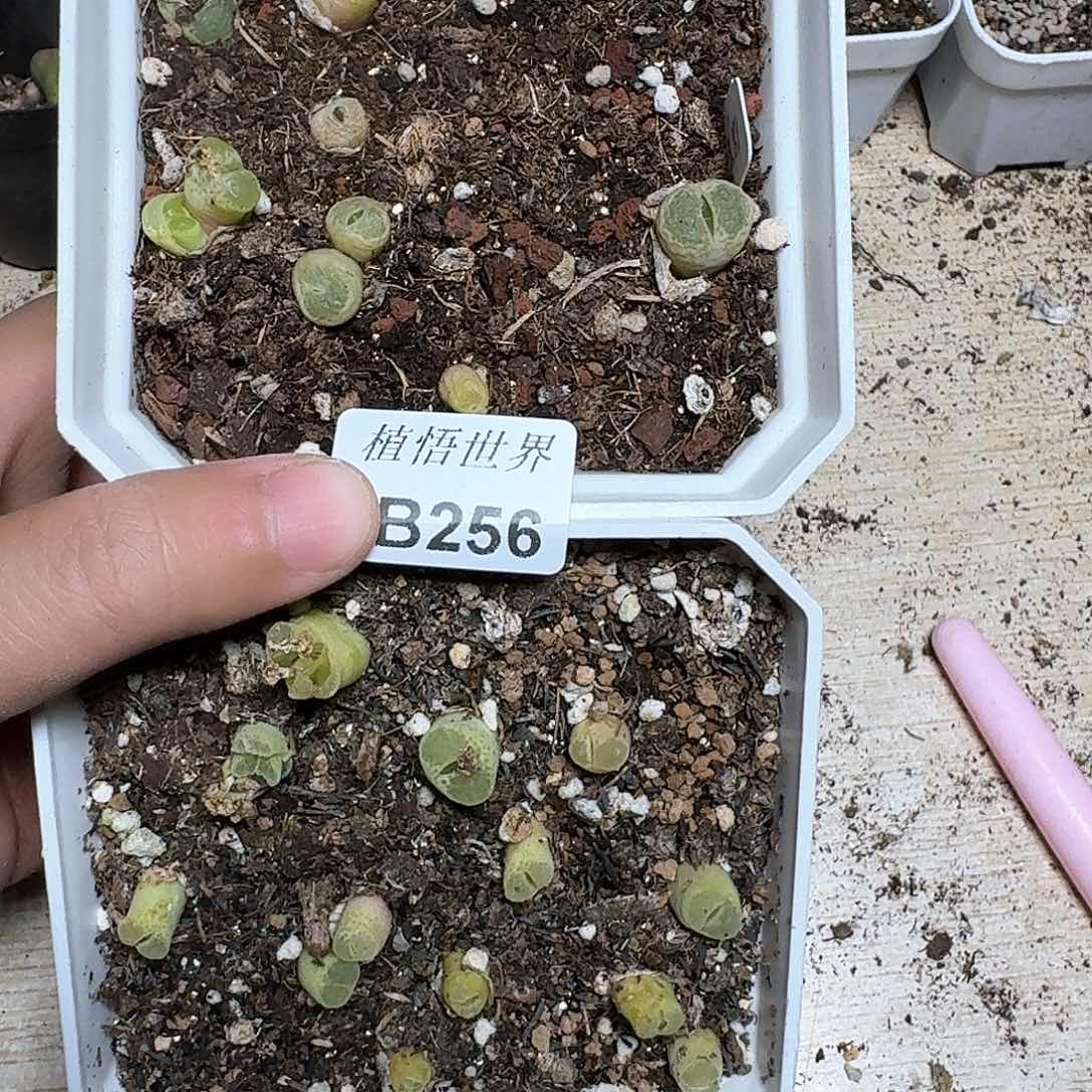 256盒多肉哇哇f g v h