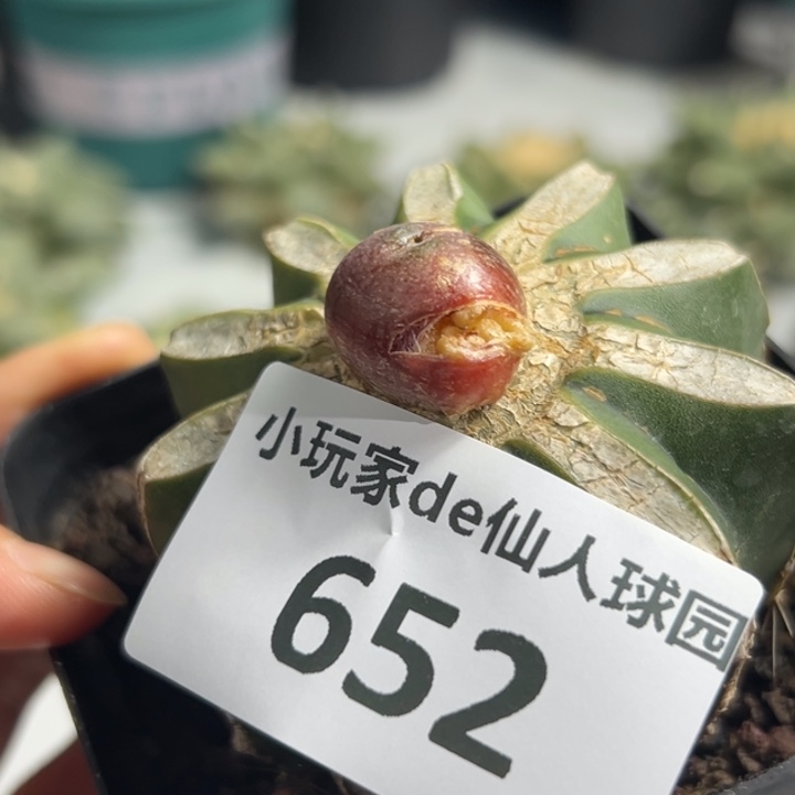 652 牡丹石化 实生苗嫁接