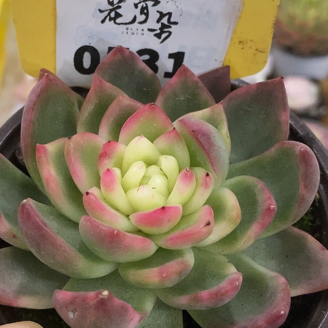 531东云杂哈哈哈哈哈