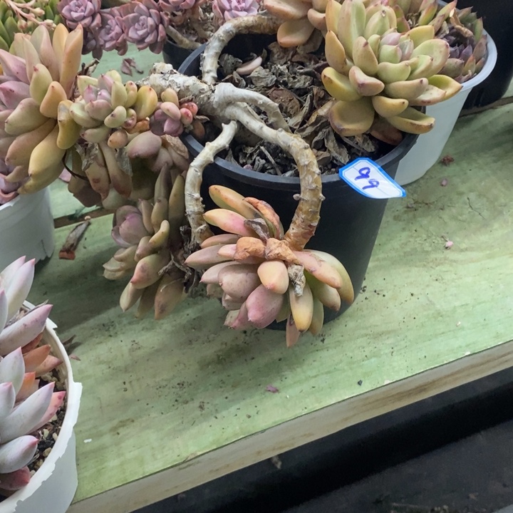 大*姐一物一拍奶油鳄梨多肉99
