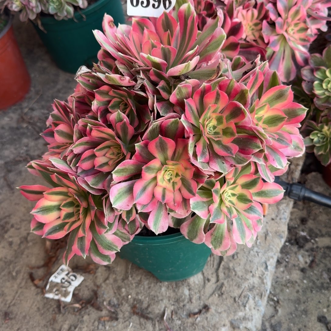 法师粉女巫6396 16-23