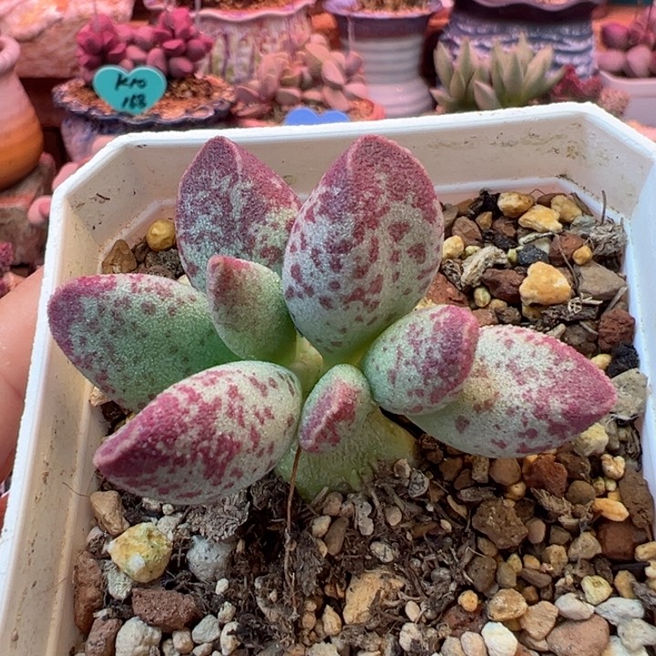 一物一拍，感谢支持