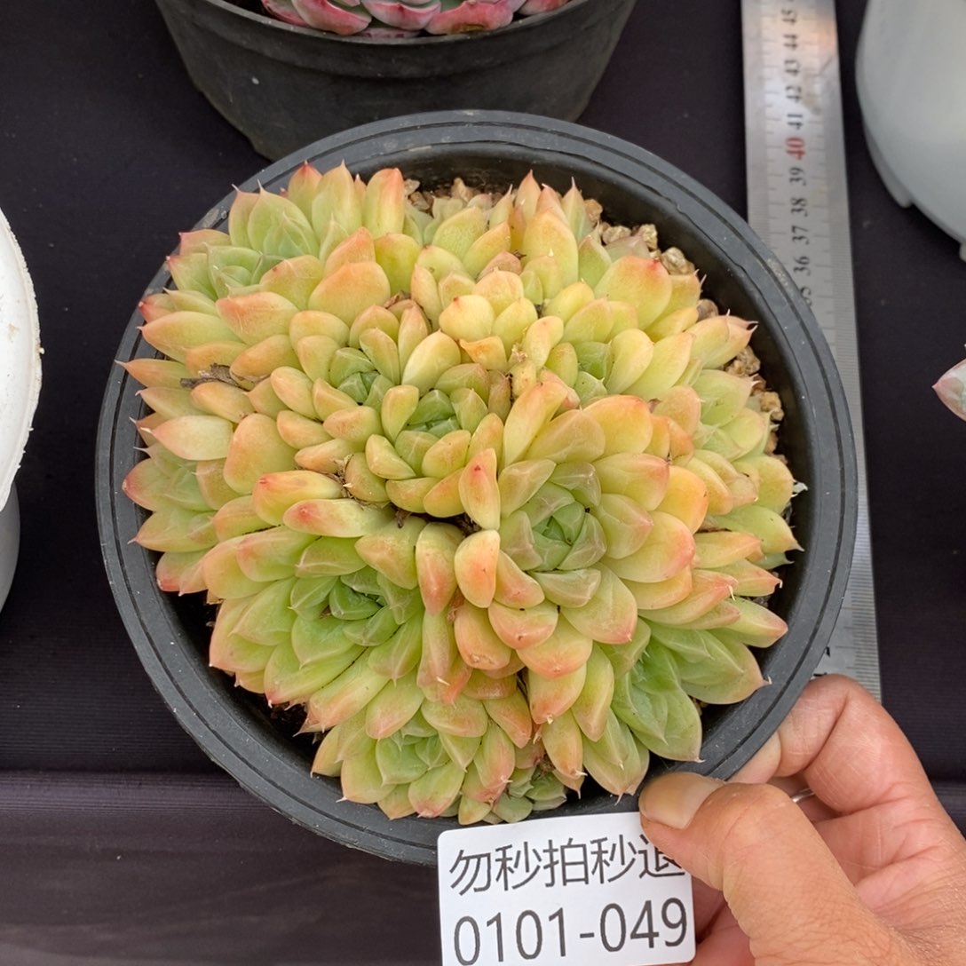 两单包邮0101-49珍妮